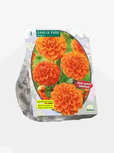 Dahlia Park Nugget per 1