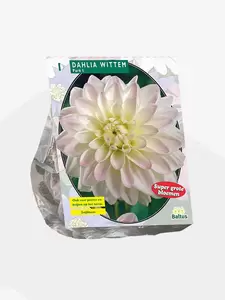 Dahlia Wittem per 1