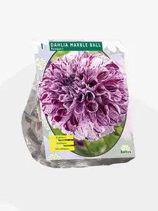 Dahlia Pompon Marble Ball per 1