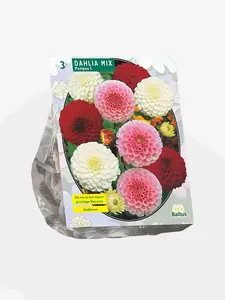 Dahlia Pompon Mix per 3