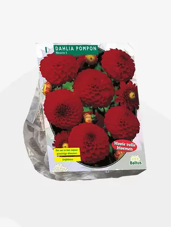 Dahlia Pompon Nescio per 1