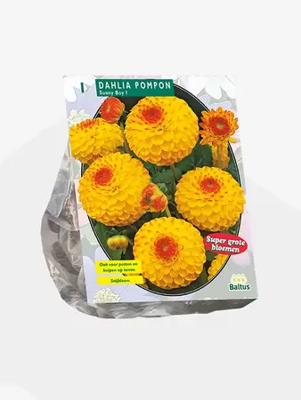Dahlia Pompon Sunny Boy per 1