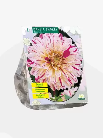 Dahlia Smokey per 1