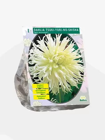 Dahlia Tsuki-Yori-No-Shisha per 1