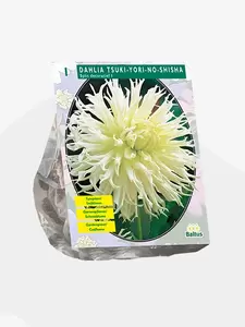 Dahlia Tsuki-Yori-No-Shisha per 1