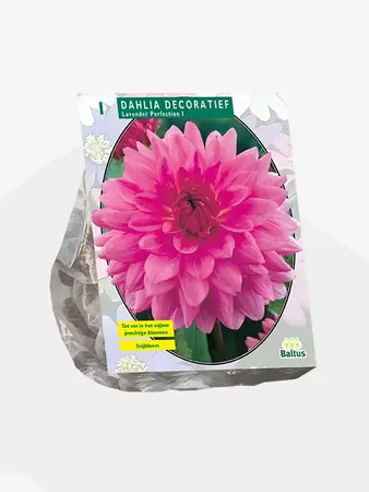 Dahlia Decoratief Lavender Perfection per 1