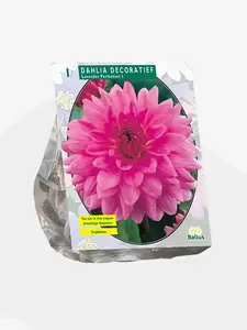 Dahlia Decoratief Lavender Perfection per 1