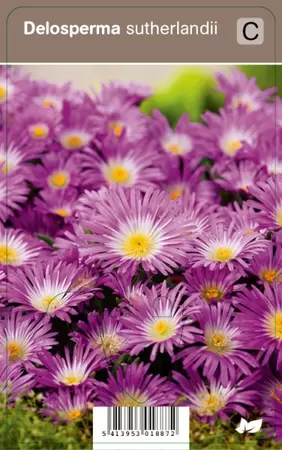 Delosperma sutherlandii