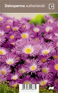 Delosperma sutherlandii