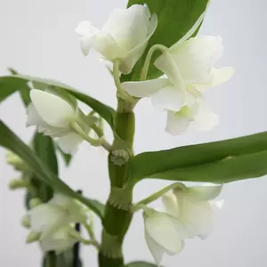 Dendrobium Nobile Star Class Apollon | Orchidee - wit - afbeelding 2