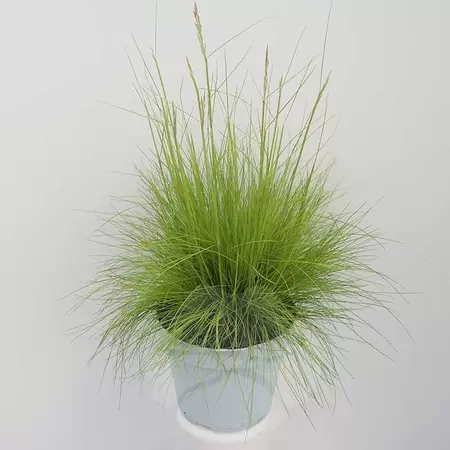 Deschampsia Flexuosa 'AmiLime' | Ruwe Smele