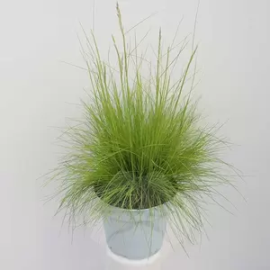 Deschampsia Flexuosa 'AmiLime' | Ruwe Smele