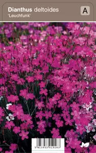 Dianthus deltoides Leuchtfunk