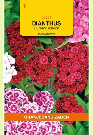 Dianthus, Duizendschoon dubbelbloemig gemengd Oranjeband - afbeelding 1