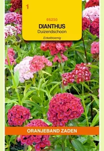 Dianthus, Duizendschoon enkelbloemig gemengd Oranjeband - afbeelding 1