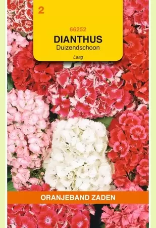 Dianthus, Duizendschoon gemengd laag Oranjeband - afbeelding 1