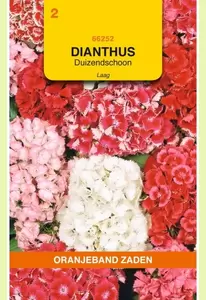 Dianthus, Duizendschoon gemengd laag Oranjeband - afbeelding 1