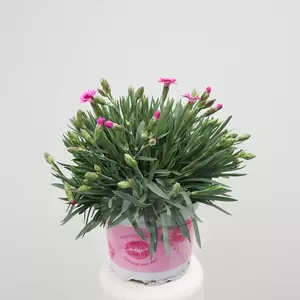 Dianthus Pink Kisses | Anjer