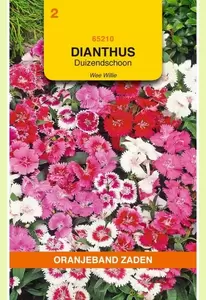 Dianthus, Duizendschoon Wee Willie gemengd Oranjeband - afbeelding 1