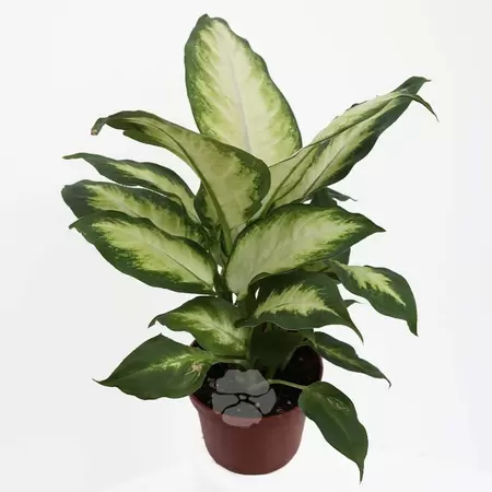 Dieffenbachia camilla Pot12cm
