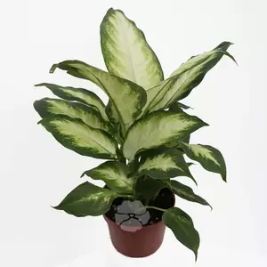 Dieffenbachia camilla Pot12cm