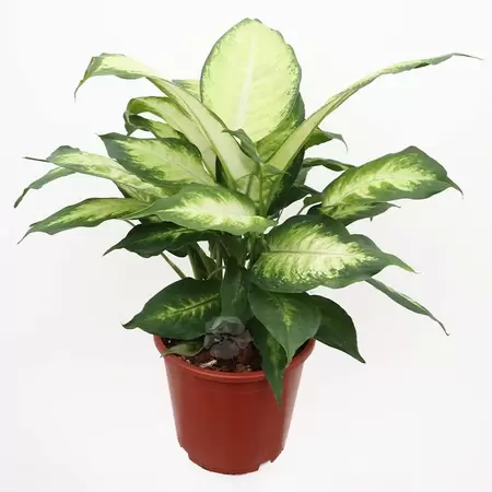 Dieffenbachia Green Magic'