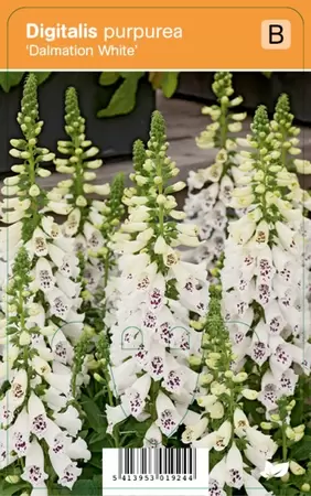 Digitalis Dalmatian White