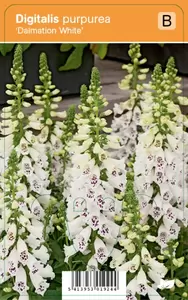 Digitalis Dalmatian White