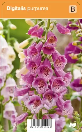 Digitalis purpurea  P9