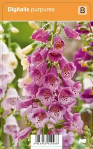 Digitalis purpurea  P9