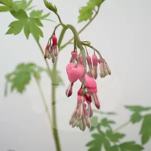 Dincentra Spectabilis | Gebroken Hartjes - afbeelding 2