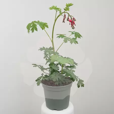 Dincentra Spectabilis | Gebroken Hartjes - afbeelding 1
