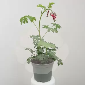 Dincentra Spectabilis | Gebroken Hartjes - afbeelding 1
