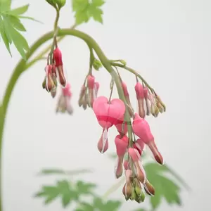 Dincentra Spectabilis | Gebroken Hartjes - afbeelding 3