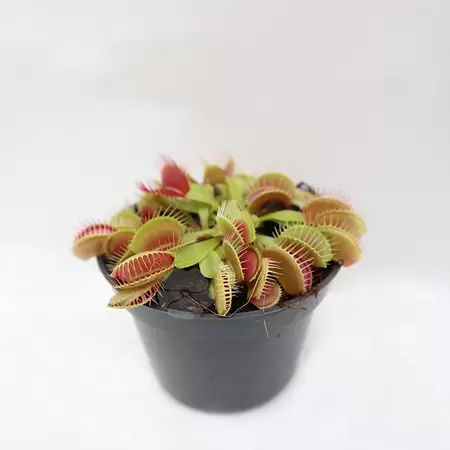 Dionaea Muscipula | Venus Vliegenval