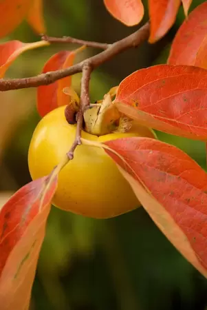 Diospyros Kaki | Kakiboom