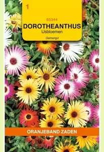 Dorotheanthus, IJsbloemen gemengd Oranjeband - afbeelding 1