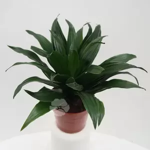 Dracaena Compacta | Drakenbloedboom