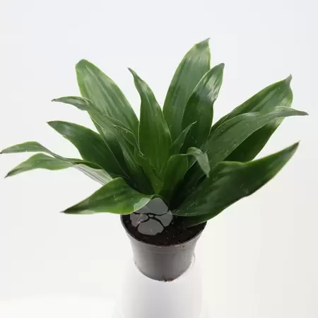 Dracaena Compacta | Drakenbloedboom