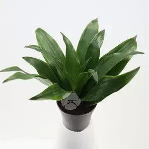 Dracaena Compacta | Drakenbloedboom