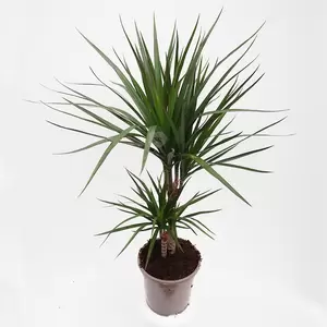 Dracaena Marginata | Drakenbloedboom