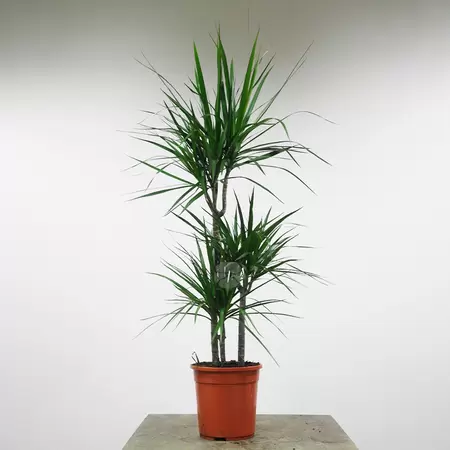 Dracaena Marginata | Drakenbloedboom