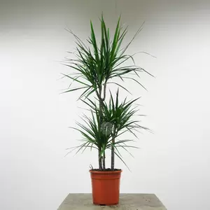 Dracaena Marginata | Drakenbloedboom