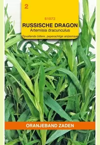 Dragon Russische Oranjeband - afbeelding 1