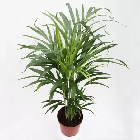 Dypsis Lutescens | Areca