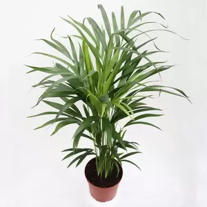 Dypsis Lutescens | Areca
