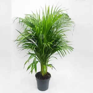 Dypsis Lutescens | Areca