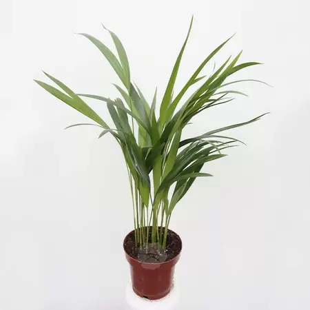 Dypsis Lutescens | Areca