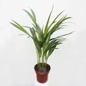 Dypsis Lutescens | Areca