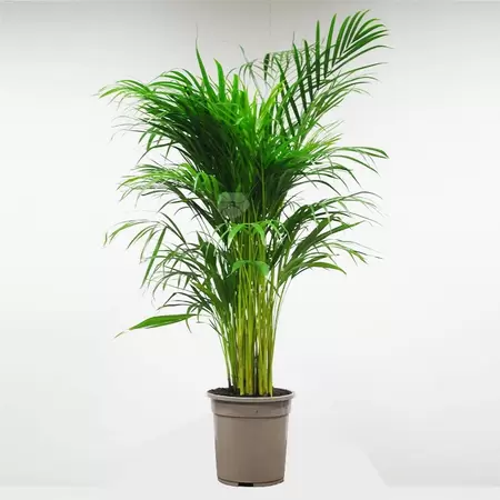 Dypsis Lutescens | Areca